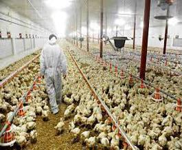 Poultry Security