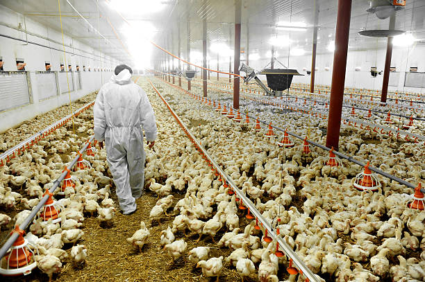 Dairy and Poultry Cleaning Service